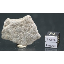 Cáscara de huevo de dinosaurio