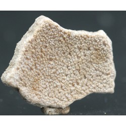 Cáscara de huevo de dinosaurio