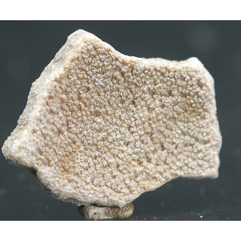 Cáscara de huevo de dinosaurio Cáscara de huevo de dinosaurio