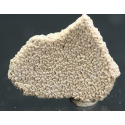Cáscara de huevo de dinosaurio