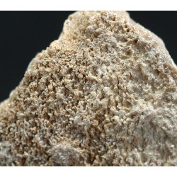 Cáscara de huevo de dinosaurio