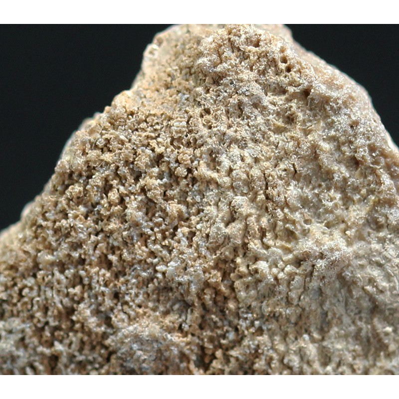 Cáscara de huevo de dinosaurio Cáscara de huevo de dinosaurio