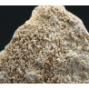 Cáscara de huevo de dinosaurio