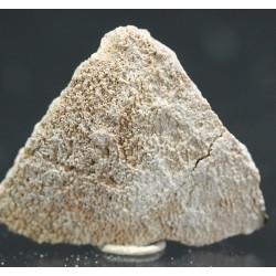 Cáscara de huevo de dinosaurio