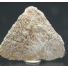 Cáscara de huevo de dinosaurio