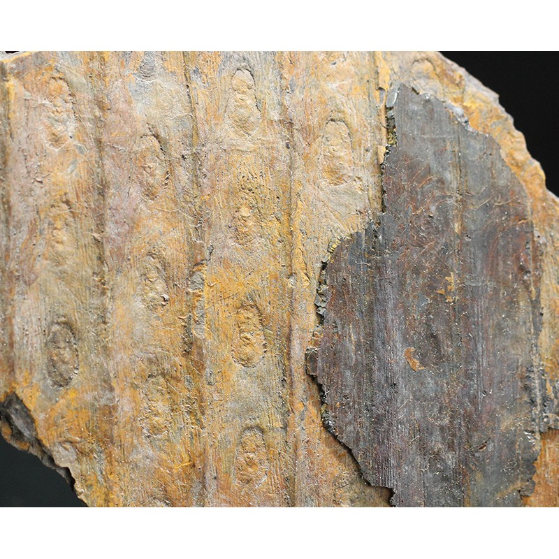 Sigillaria s.p. Sigillaria s.p.