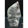 Annularia stellata
