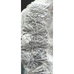 Annularia stellata