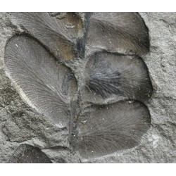 Fósil Neuropteris ovata