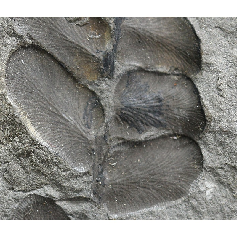 Fósil Neuropteris ovata Fósil Neuropteris ovata