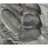 Fósil Neuropteris ovata