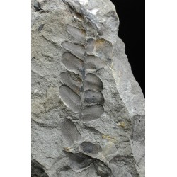 Fósil Neuropteris ovata