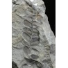 Fósil Neuropteris ovata
