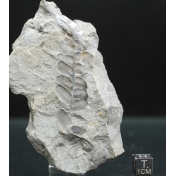 Fósil Neuropteris ovata