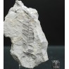 Fósil Neuropteris ovata