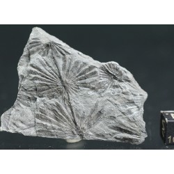 Annularia stellata
