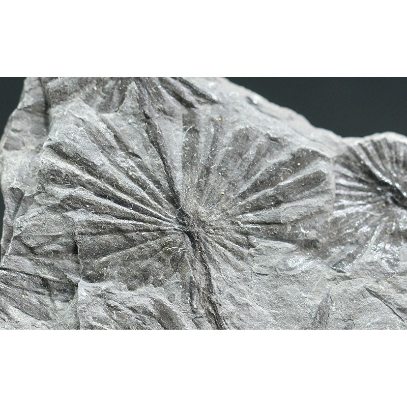 Annularia stellata Annularia stellata