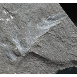 Odontopteris brardii