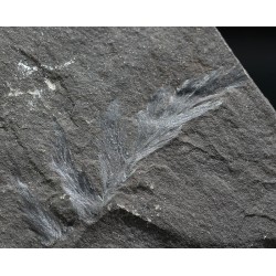 Odontopteris brardii