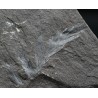Odontopteris brardii