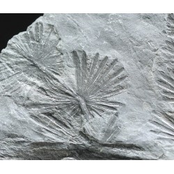 Annularia stellata