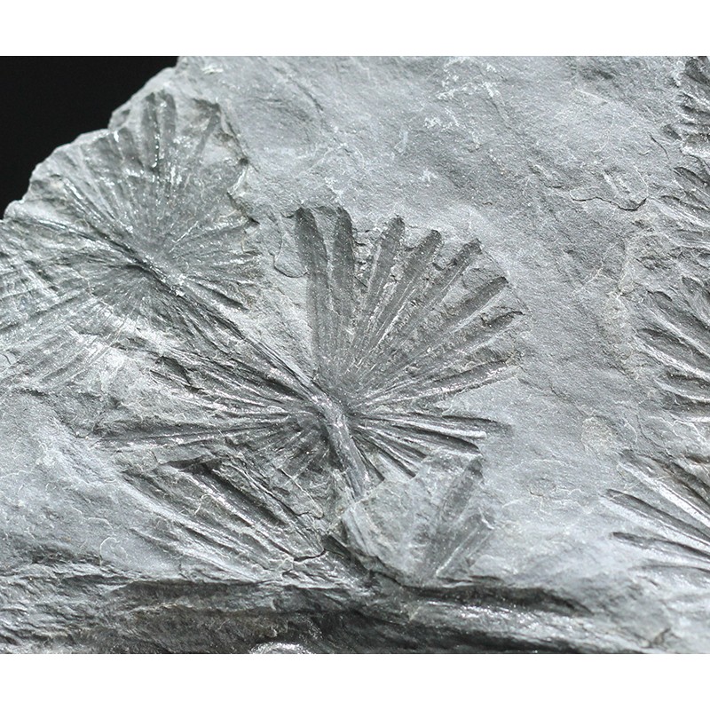 Annularia stellata Annularia stellata