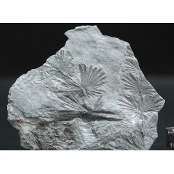 Annularia stellata
