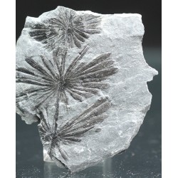 Annularia stellata