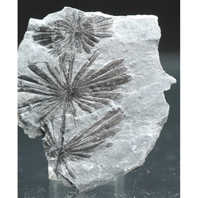 Annularia stellata Annularia stellata