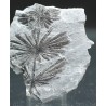 Annularia stellata