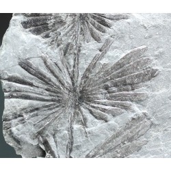 Annularia stellata