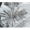 Annularia stellata