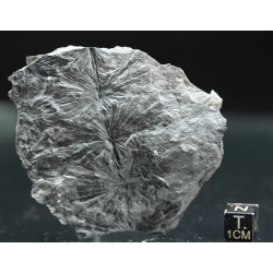 Annularia stellata