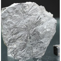 Annularia stellata
