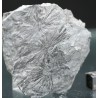 Annularia stellata