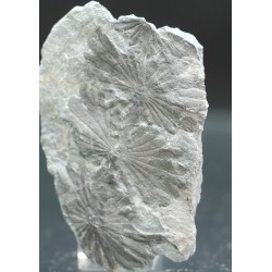 Annularia stellata