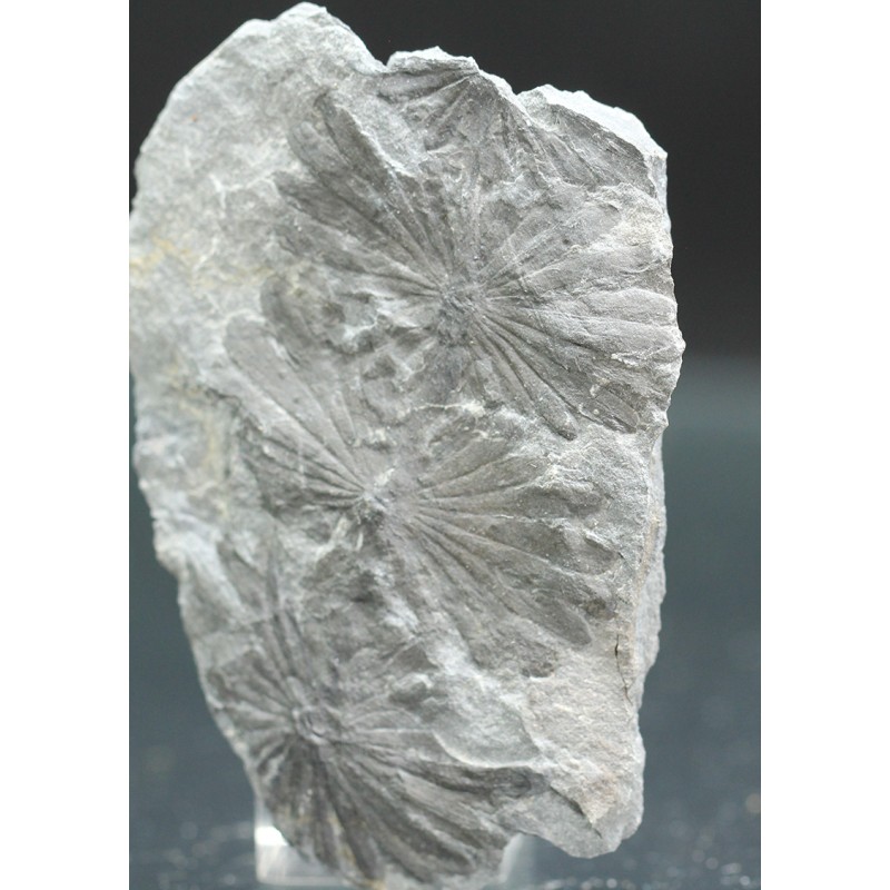 Annularia stellata Annularia stellata