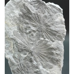 Annularia stellata