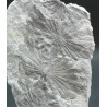 Annularia stellata
