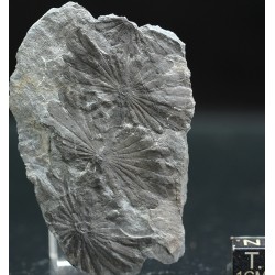 Annularia stellata