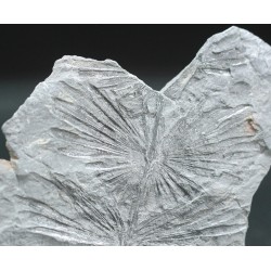 Annularia stellata