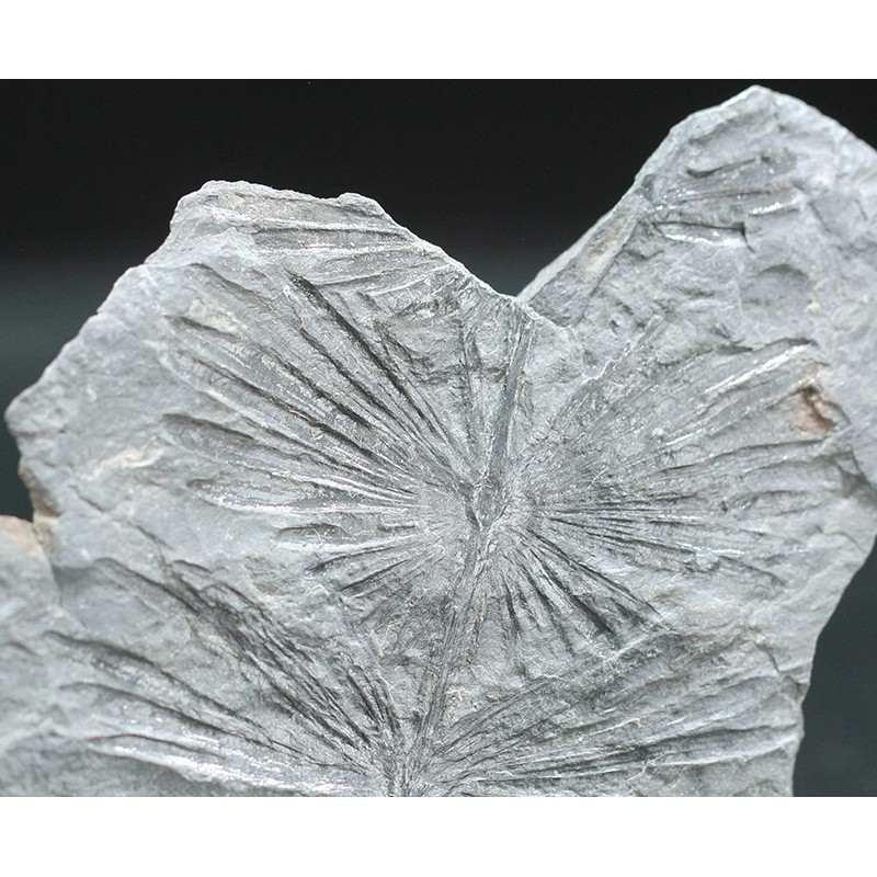 Annularia stellata