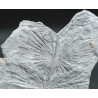 Annularia stellata