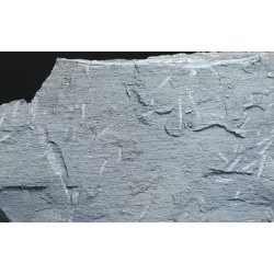 Graptolitos