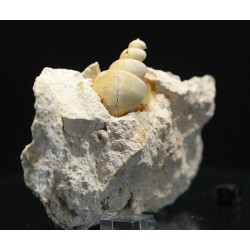 Gasterópodo fósil