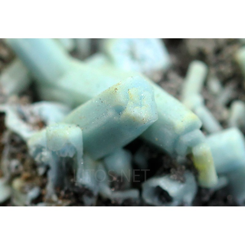 Plumbogummita Plumbogummita