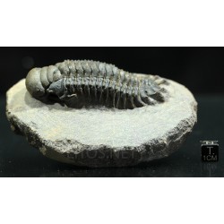 Crotalocephalina gibbus trilobites fosil