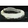 Crotalocephalina gibbus trilobites fosil