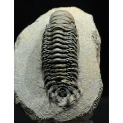 Crotalocephalina gibbus trilobites fosil