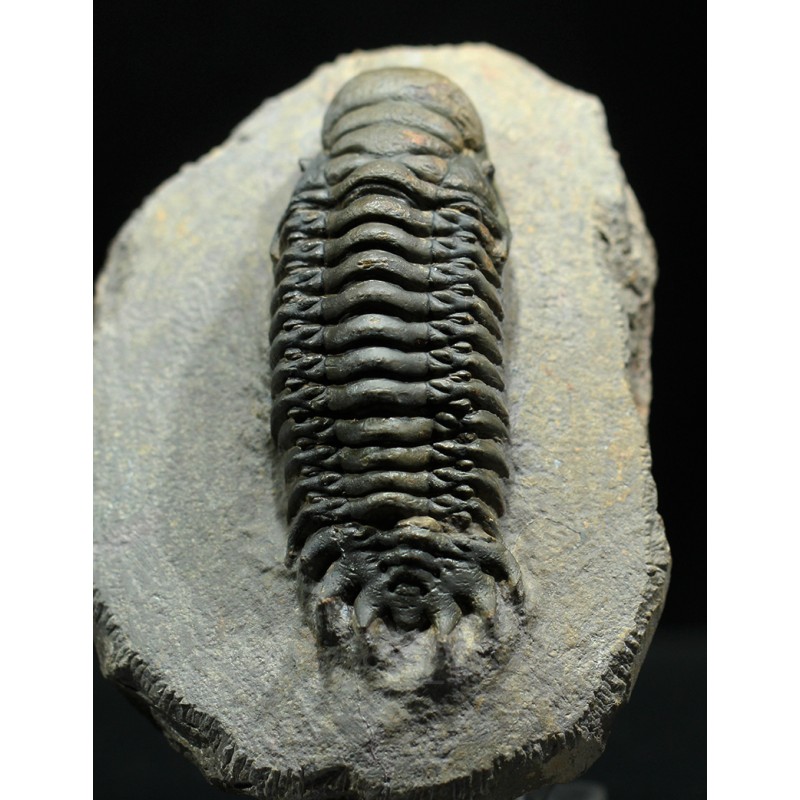 Crotalocephalina gibbus trilobites fosil Crotalocephalina gibbus trilobites fosil